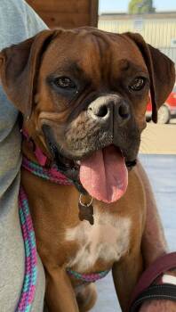 Rescue Boxer Dogs for Adoption in Woodinville, Washington - Ralph | PetCurious