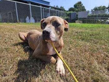 Seaweed -  Pit Bull Terrier and American Staffordshire Terrier Dog for Adoption in Carmel Hamlet, New York - Seaweed | PetCurious