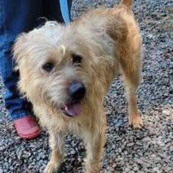 Copper -  Border Terrier and Wheaten Terrier Dog for Adoption in Mountain City, Tennessee - Copper | PetCurious