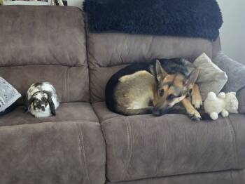 Rescue German Shepherd Dog Dogs for Adoption in West Richland, Washington - Katana (Kat) | PetCurious