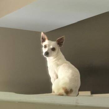 Chihuahua and Mixed Breed Dogs Available for Adoption in Hobe Sound, Florida - Bullseye | PetCurious