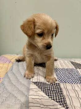 Mandy -  Maltese Dog for Adoption in Fosters, Alabama - Mandy | PetCurious