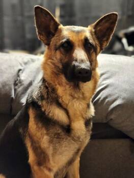Rescue German Shepherd Dog Dogs for Adoption in Seattle, Washington - Tellulah | PetCurious