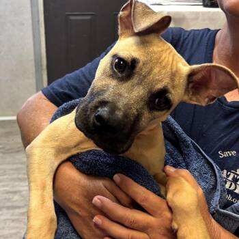 Tonto -  Black Mouth Cur Dog for Adoption in Hinesville, Georgia - Tonto | PetCurious