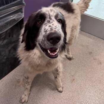 Yeti -  Mixed Breed and Great Pyrenees Dog for Adoption in Englewood, Florida - Yeti | PetCurious