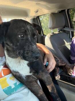 Boots -  Catahoula Leopard Dog and Mixed Breed Dog for Adoption in Alamo, Tennessee - Boots | PetCurious