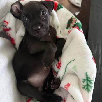 Skids -  Pit Bull Terrier Dog for Adoption in Northbrook, Illinois - Skids | PetCurious