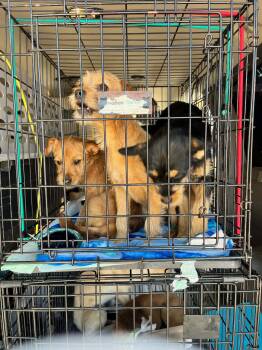 Yorkshire Terrier and Chihuahua Dogs Available for Adoption in Grafton, Wisconsin - FOSTER ME - Kelly | PetCurious