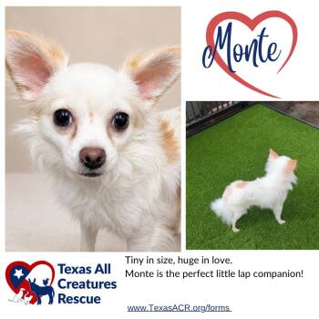 Monte -  Chihuahua Dog for Adoption in Alvarado, Texas - Monte | PetCurious