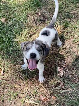 Magpie -  Mixed Breed Dog for Adoption in Salem, New Hampshire - Magpie | PetCurious