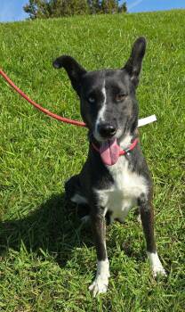 Jasmine -  Australian Cattle Dog Blue Heeler and Australian Shepherd Dog for Adoption in New York, New York - Jasmine | PetCurious