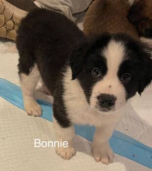 Bonnie -  Saint Bernard Dog for Adoption in Newport, Kentucky - Bonnie | PetCurious