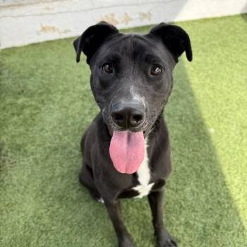 Roxy -  Labrador Retriever and Mixed Breed Dog for Adoption in Hawthorne, California - Roxy | PetCurious