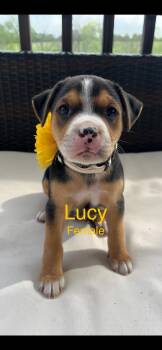 Mixed Breed Dogs Available for Adoption in Harrodsburg, Kentucky - Lucy | PetCurious