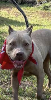 Rescue Pit Bull Terrier Dogs for Adoption in Horn Lake, Mississippi - Bonnie - Sister To Clyde | PetCurious