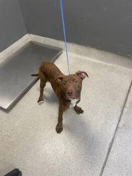 Labrador Retriever and American Staffordshire Terrier Dogs Available for Adoption - MOCHA | PetCurious