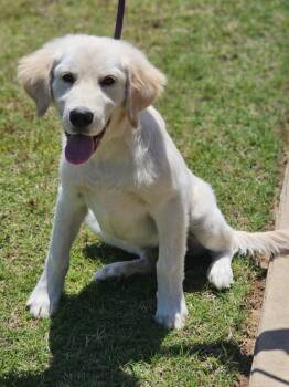 Great Pyrenees and Golden Retriever Dogs Available for Adoption in Morrilton, Arkansas - Charlie | PetCurious