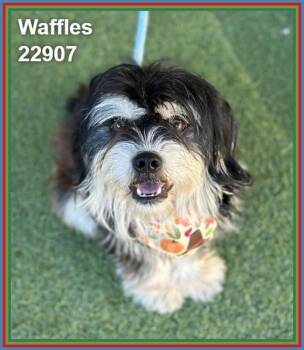 Waffles(300) -  Terrier Dog for Adoption in Marietta, Georgia - Waffles(300) | PetCurious