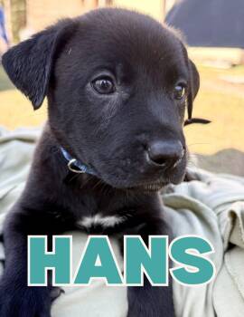 Black Labrador Retriever Dogs Available for Adoption - Hans | PetCurious