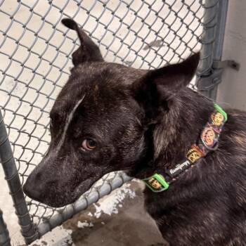 Australian Cattle Dog Blue Heeler Dogs Available for Adoption in Evansville, Indiana - Roscoe | PetCurious