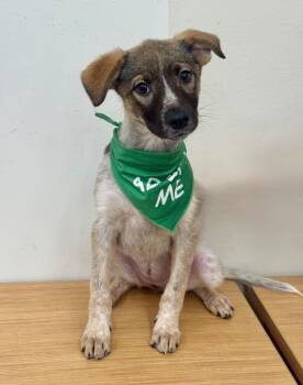 Betz -  Australian Cattle Dog Blue Heeler Dog for Adoption in Fort Lupton, Colorado - Betz | PetCurious