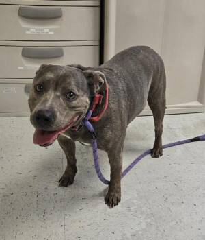 Pit Bull Terrier Dogs Available for Adoption - *jello* | PetCurious