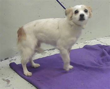 Chihuahua and Mixed Breed Dogs Available for Adoption - NYLA | PetCurious