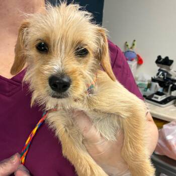 Dash -  Wirehaired Terrier Dog for Adoption in Newark, New Jersey - Dash | PetCurious