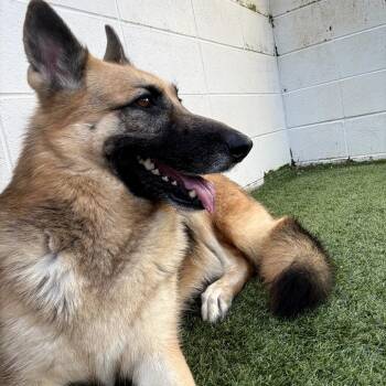 Morticia 8069 -  Shepherd Dog for Adoption in Loxahatchee Groves, Florida - Morticia 8069 | PetCurious