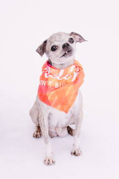 Rescue Chihuahua and Jack Russell Terrier Dogs for Adoption - Cleopatra | PetCurious
