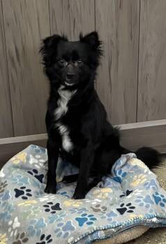 Spaniel Dogs Available for Adoption - Denzel Wooferton | PetCurious