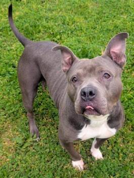 Staffordshire Bull Terrier Dogs Available for Adoption in Akron, Ohio - MINNIE | PetCurious