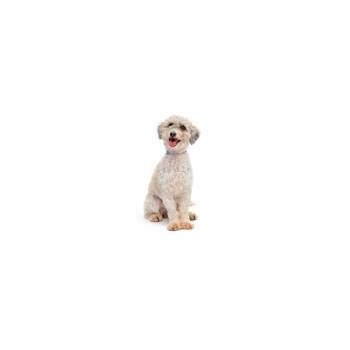 Bella -  Mixed Breed Dog for Adoption in Los Angeles, California - Bella | PetCurious