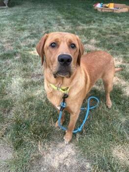 Jagger -  Golden Retriever Dog for Adoption in Milton, Delaware - Jagger | PetCurious