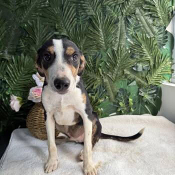 Rescue Mixed Breed Dogs for Adoption in Richmond, Virginia - David | PetCurious