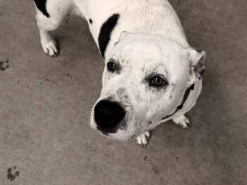 DENVER -  Pit Bull Terrier and Mixed Breed Dog for Adoption in Tulsa, Oklahoma - DENVER | PetCurious