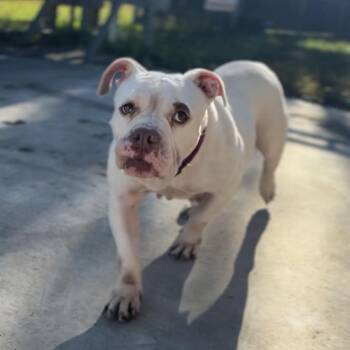 Carnita -  English Bulldog Dog for Adoption in Hinesville, Georgia - Carnita | PetCurious