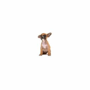 Rowan -  Boston Terrier and Mixed Breed Dog for Adoption in Los Angeles, California - Rowan | PetCurious