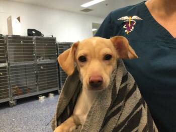 A1921957 -  Chihuahua Dog for Adoption in Thousand Palms, California - A1921957 | PetCurious