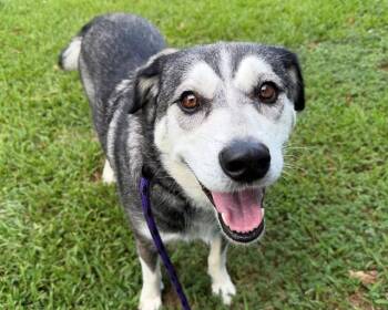 MYA -  Mixed Breed Dog for Adoption in Charlotte, North Carolina - MYA | PetCurious