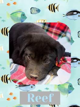 Labrador Retriever Dogs Available for Adoption - Reef | PetCurious