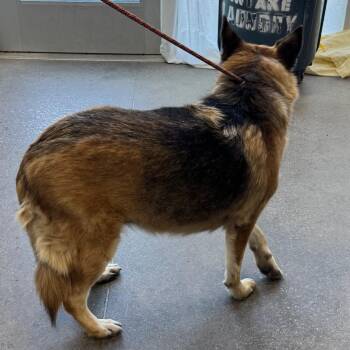 Luka -  Mixed Breed Dog for Adoption in Las Cruces, New Mexico - Luka | PetCurious
