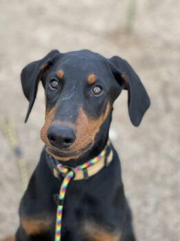 Draco -  Doberman Pinscher Dog for Adoption in West Hollywood, California - Draco | PetCurious