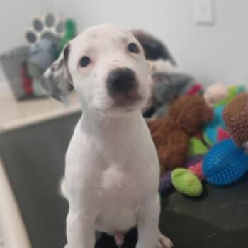 Labrador Retriever and Mixed Breed Dogs Available for Adoption in Houston, Texas - Roman - A Love Muffin! | PetCurious