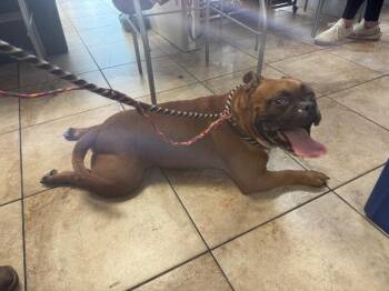 Bubs -  Mixed Breed Dog for Adoption in Cincinnati, Ohio - Bubs | PetCurious
