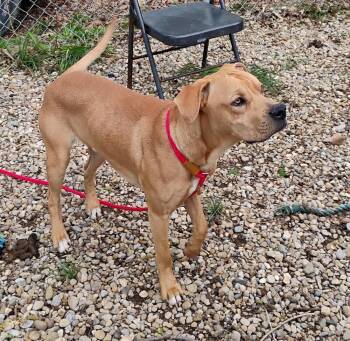 Boxer Dogs Available for Adoption in New Lexington, Ohio - Joey #66 | PetCurious
