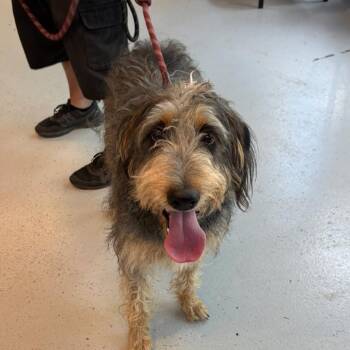 Lucy -  Mixed Breed Dog for Adoption in Huntington, West Virginia - Lucy | PetCurious