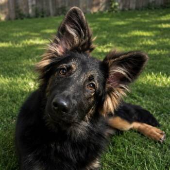 Finn -  Shepherd and Mixed Breed Dog for Adoption in Normal, Illinois - Finn | PetCurious