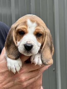 Bocephus -  Beagle Dog for Adoption in Lewisville, Indiana - Bocephus | PetCurious