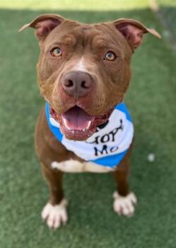 Mixed Breed Dogs Available for Adoption in Columbia, South Carolina - RUKO | PetCurious